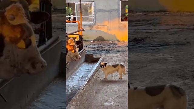 #Собаки #Dogs #Animalfun #смешныесобаки