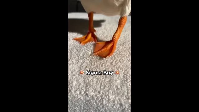 Sigma Boy #рекомендации #юмор #прикол #весело #смешное видео