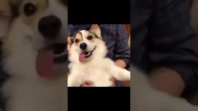 эта собака моя!