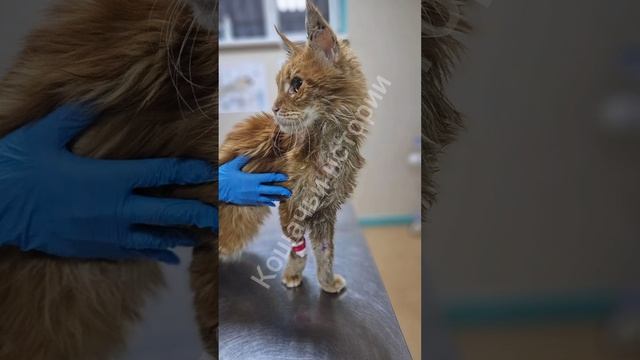 Огонек. мейнкун отказник