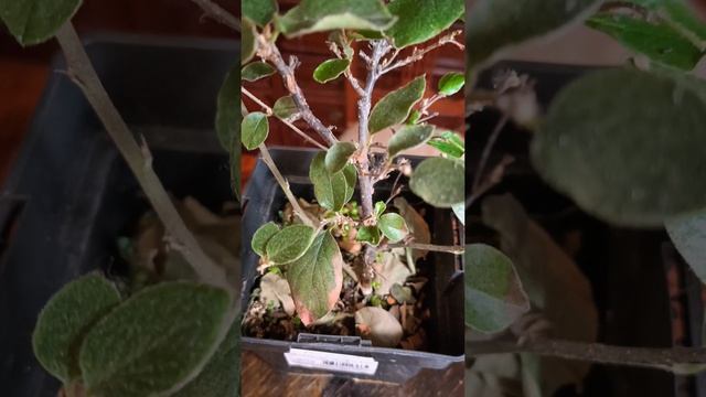 Бонсай из кизильника и немного философии.mp4