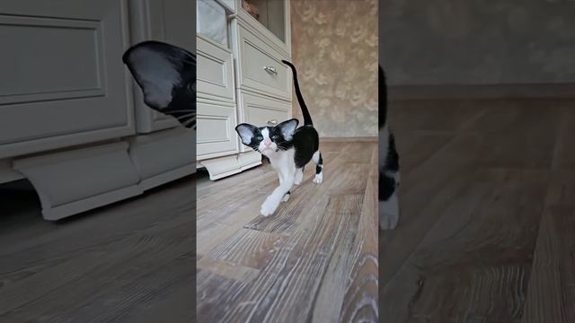 Уши дополняют грацию