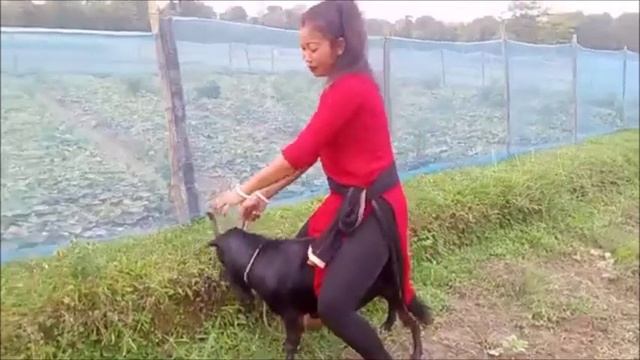 goat riding lady__ goat riding vlog