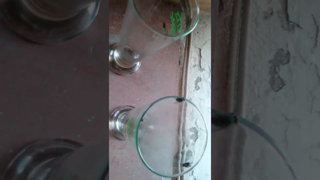 Пьянь с мухами