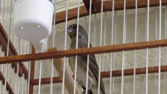 Black Throat Serin Hybrid