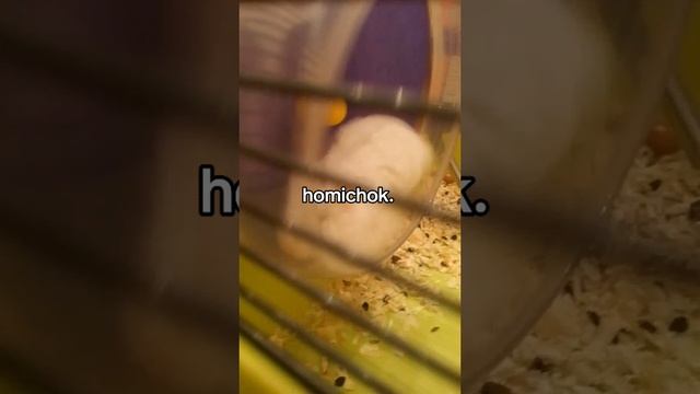 homichok