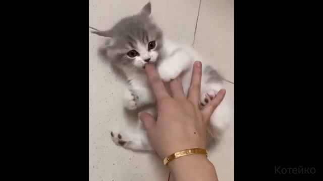 Большой сборник смешных видео с котами, 1.
