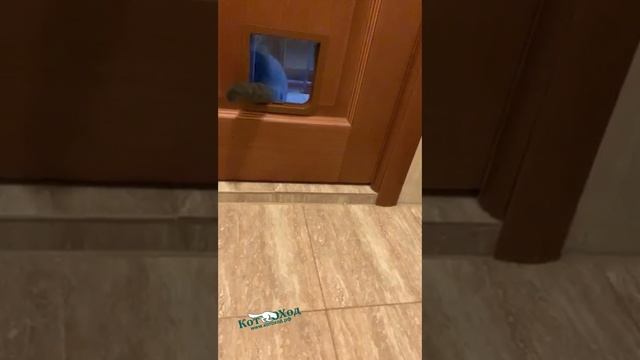 Дверца для кошек "Барсик"