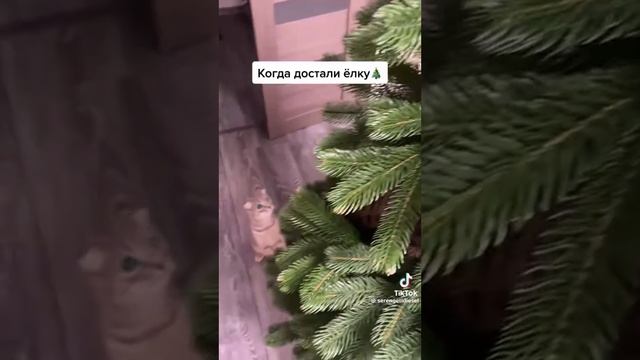 Когда достали ёлку