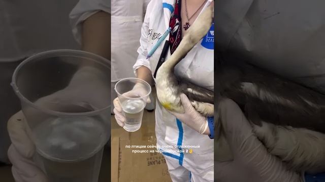 📹 Спасение птиц на загрязненном пляже в Анапе, Краснодарский край.