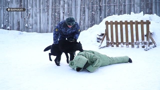 В Алтайском крае на службу в УФСИН приняли новых щенков