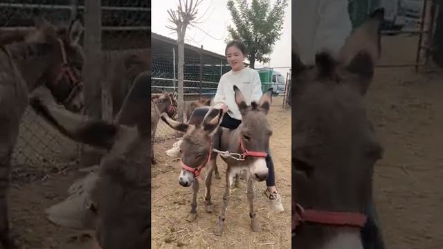 Girl riding on two donkeys