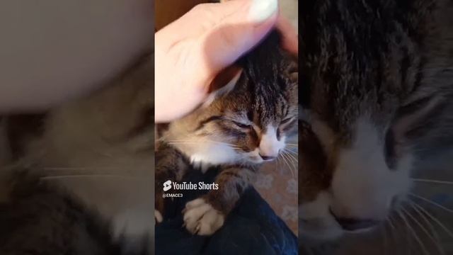 #Симба