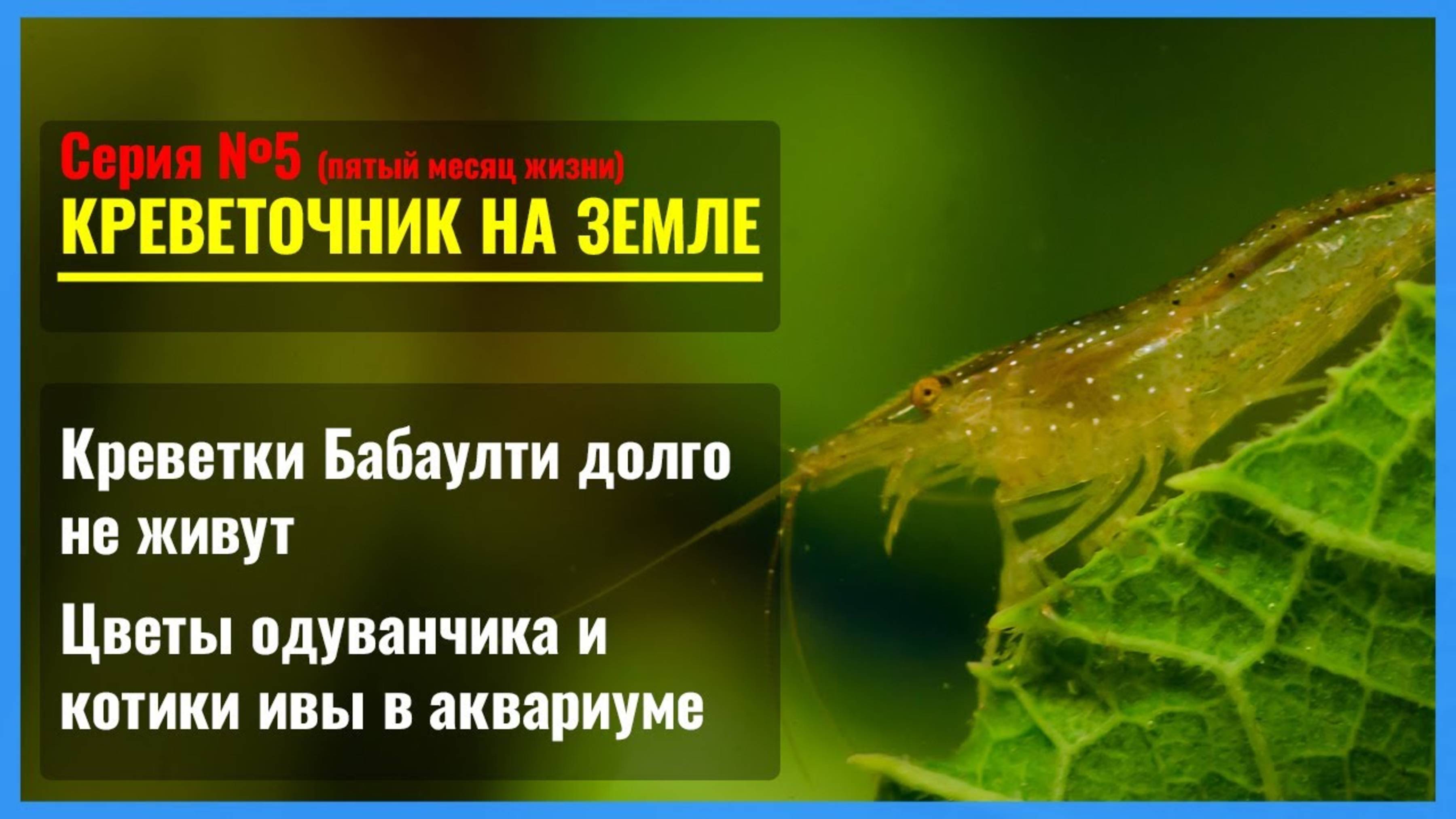 Серия 5. Отчего сдохла креветка БАБАУЛТИ?