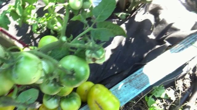 Томатный Гном Фестиваль Аделаиды - спеет рано, плодов много, очень вкусный. Обзор на улице в август
