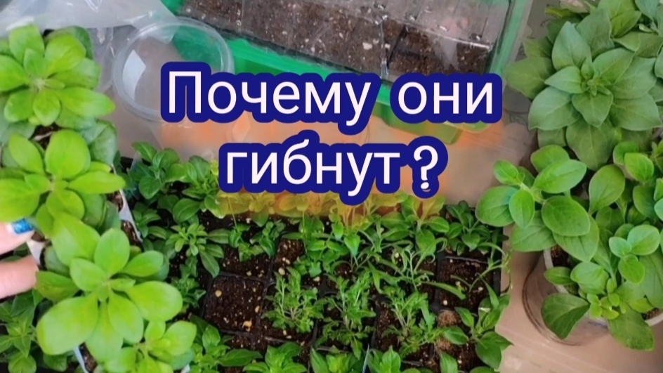 Почему погибали черенки, а сейчас у меня нет выпада.
