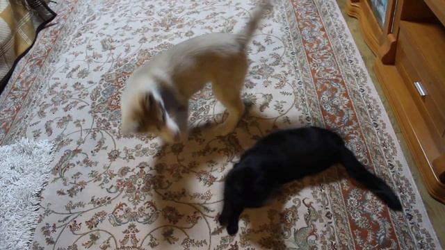 Хаски садиться попой на кота!