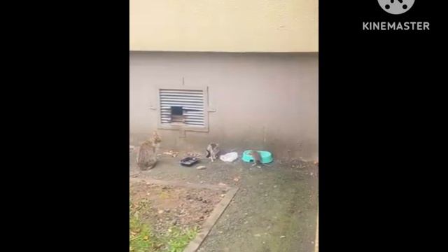 Забавные животные с озвучкой.