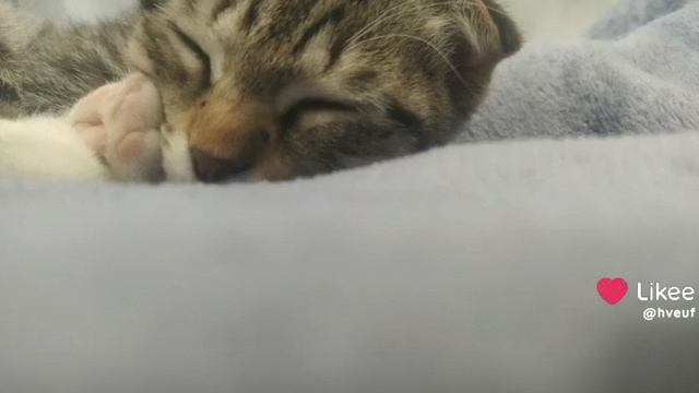 Like_7449784882537137423.mp4