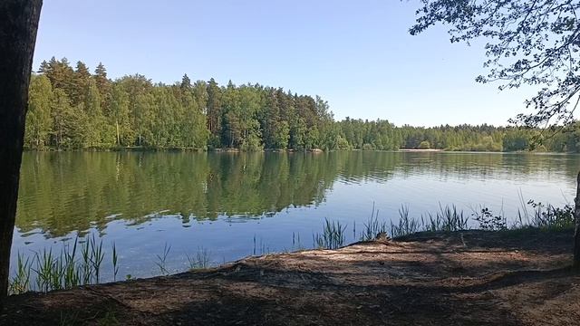 Лесное озеро