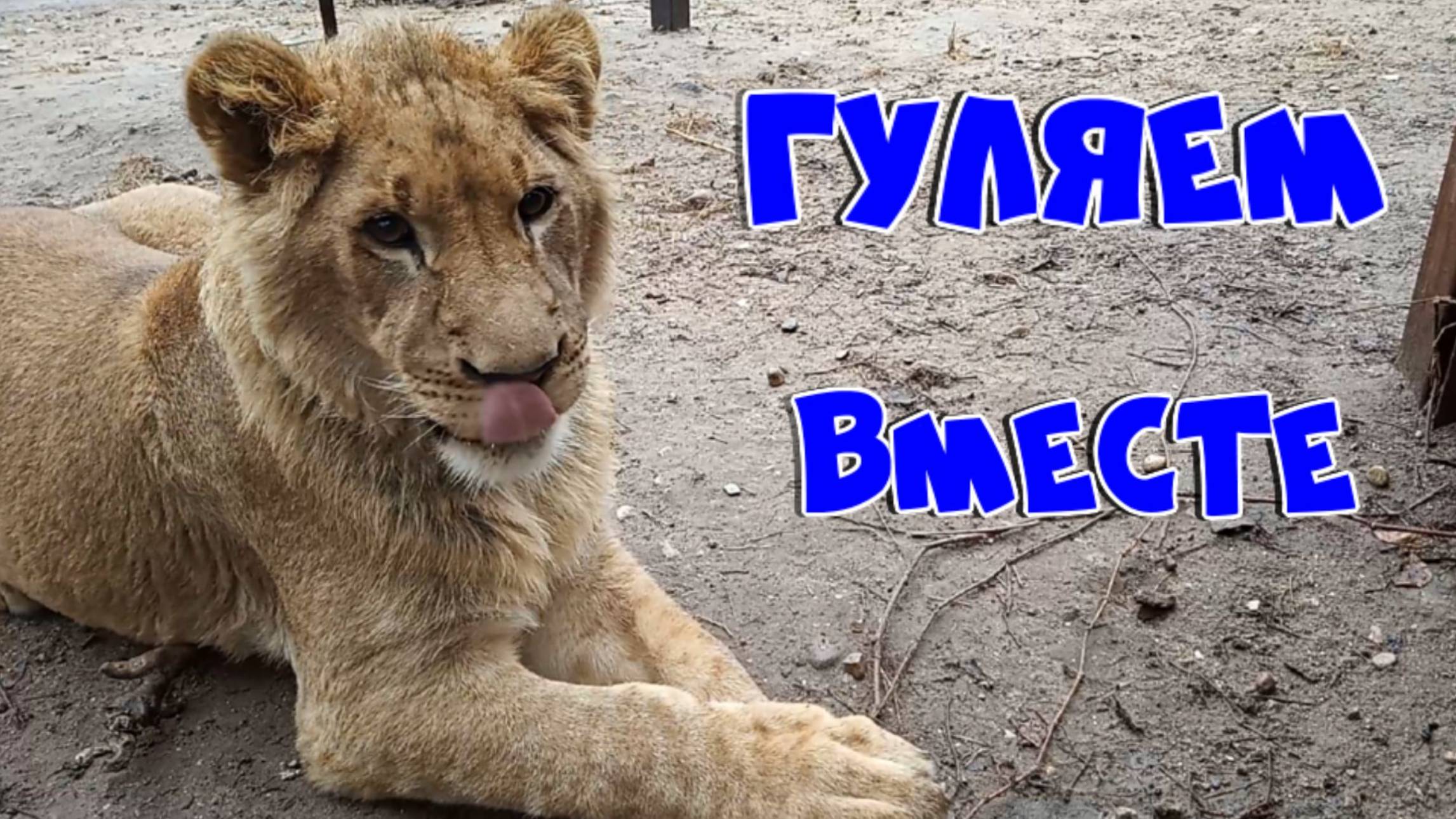 Шерхан со мной гуляет. /  Новости про Шерхана и непослушную полосатую кошечку. ( 3 выпуск)