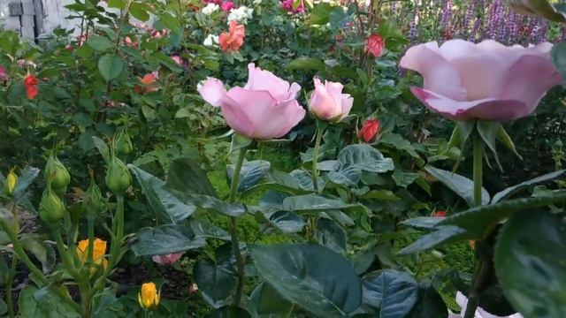 Восхитительные желтые розы в нашем саду.