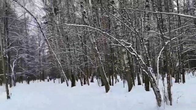 Собака гуляка