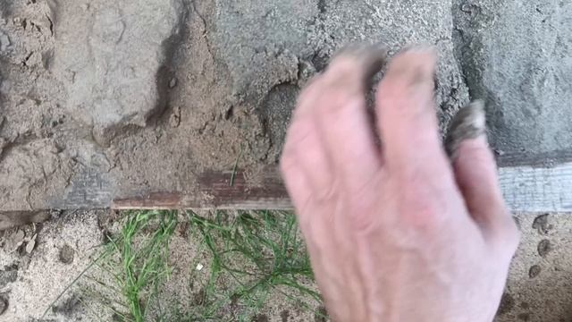 Сахарная абиссинка