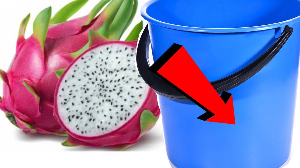 Как подкормить питахайя за 3 секунды!!!