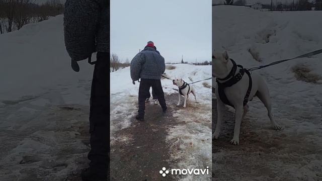 дрессировка аргентинского дога
