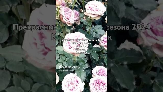 Прекрасные уголки сада сезона 2024