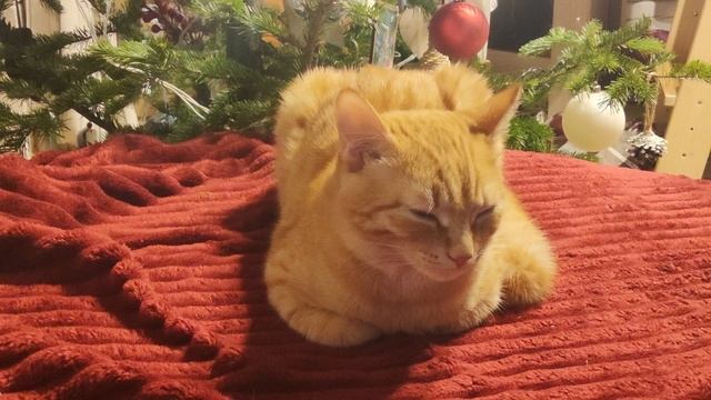 Наша Ева, любимая кошка🥰