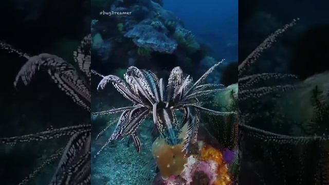 crinoid