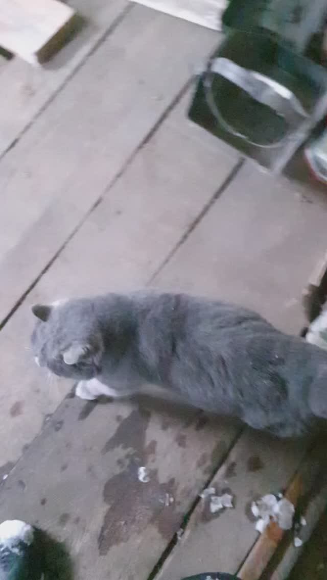 Подготовленный к зиме кот.mp4
