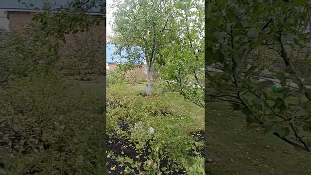 Абиссинка СНТ"Возрождение",3 тонны в час...