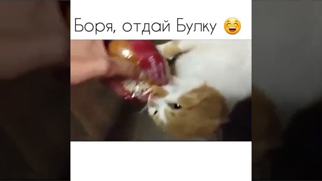 Боря отдай булку