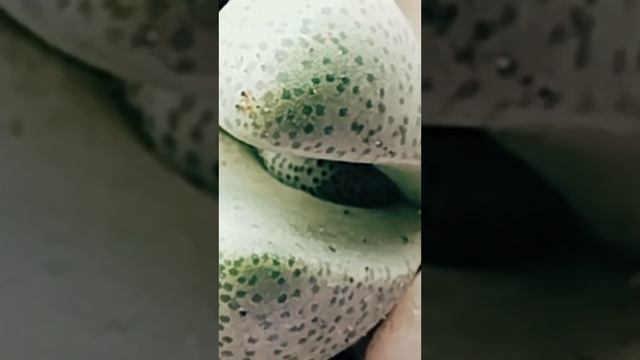 Плейоспилос Нелли.Перерождение ☘️Начало🆕
