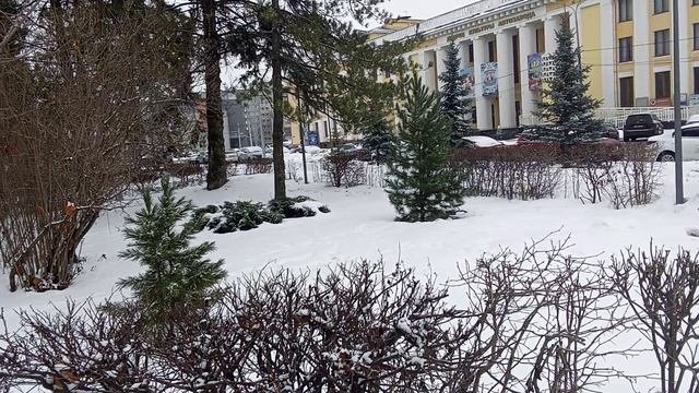 Хвойники.