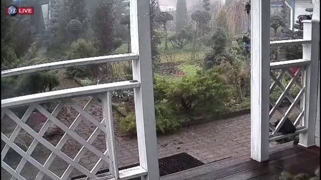 ЛИСА ПРОВЕРИЛА ПОРЯДОК НА ДАЧЕ