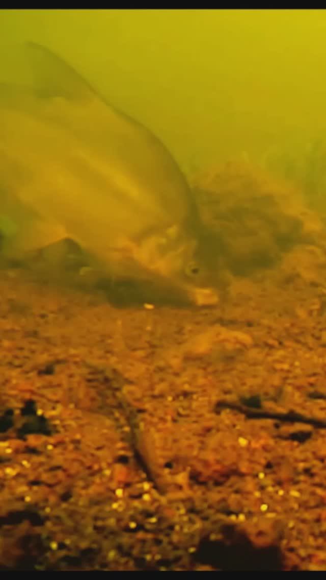 Рыбалка, Подводная съёмка, Fishing #shorts #fishing