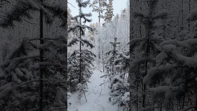 Зима,лес,Тузик,крррасота...)))))