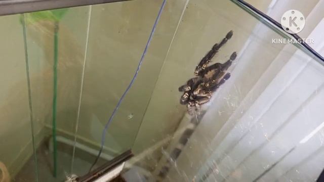 выставка пауков г.Белгород