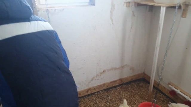 Бройлер без хлопот. Ежедневный уход за курятником - 10 минут. 37 дней вес больше 2 кг!!