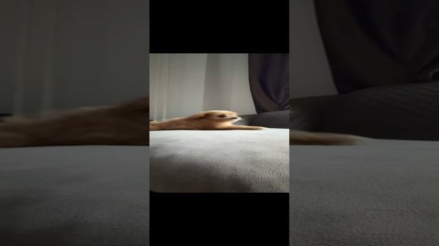 VID-20241201-WA0329.mp4