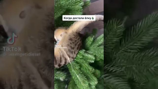 Ждём новый год