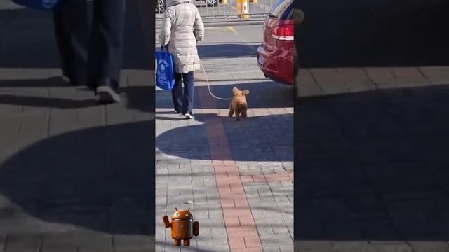 Опять робот-собака?