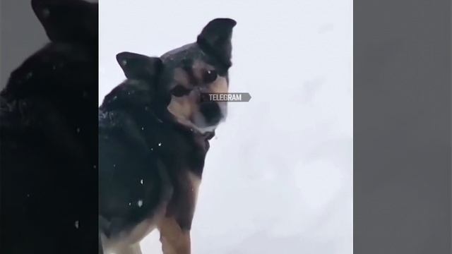 очкошник