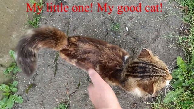 Ласковые соседские коты! Affectionate neighborhood cats!