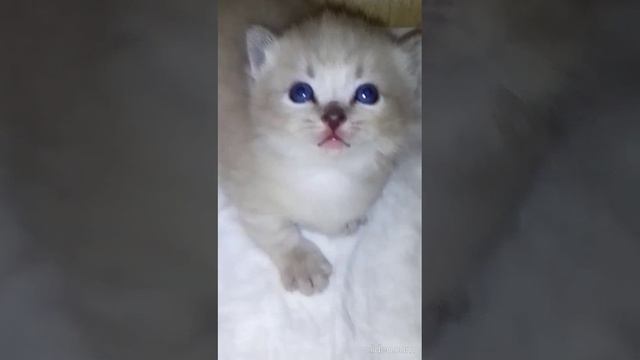 МАЛЫШИ С КОРОТКИМИ ЛАПКАМИ РОДИЛИСЬ 21 НОЯБРЯ 2024