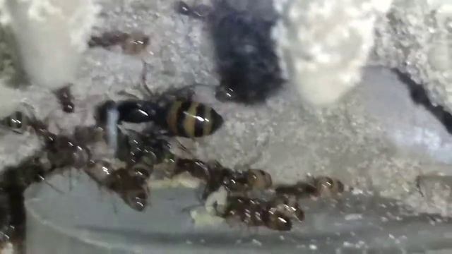 Camponotus Subbarbatus Mini-Hearth